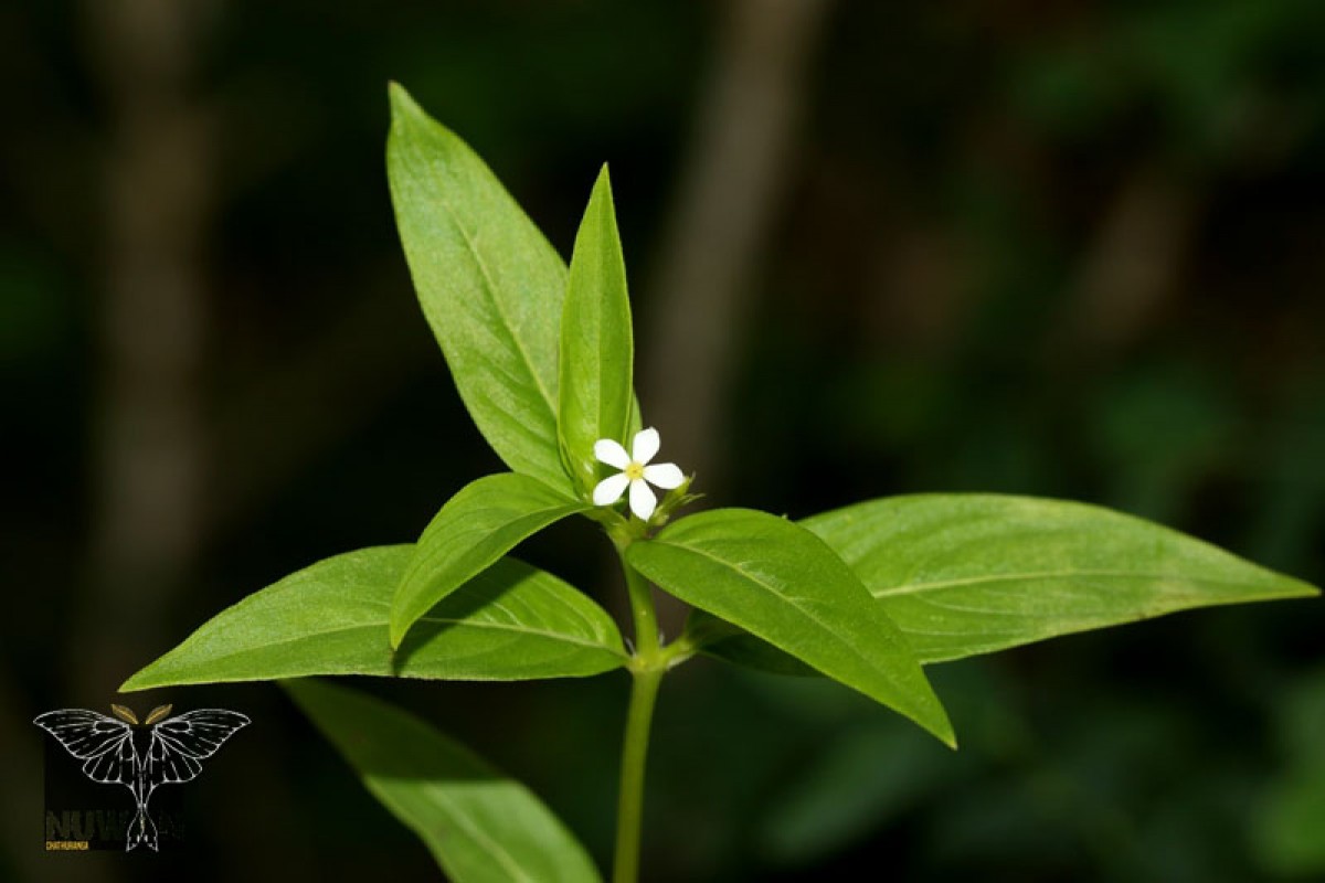 Catharanthus pusillus (Murray) G.Don